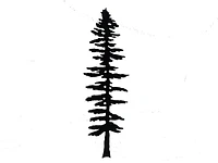 Anvil Island Sitka Tree - Wall Hanging