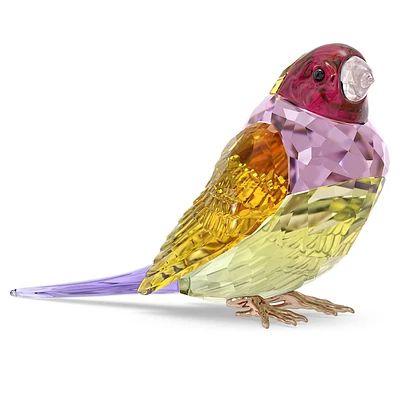 Idyllia SCS Gouldian Finch, Large by SWAROVSKI