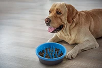 Dexas - Dog Bowl - Silicone Slow Feeder