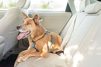 Dog Harness