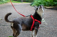 Nylon Dog Leash