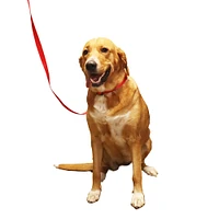 Nylon Dog Collar - Red