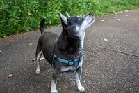 Nylon Dog Harness - Pink Petals