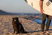 Dog Leash & Harness
