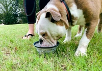Dexas - Pet Bowl - Travel Bowl with Bottle Holder