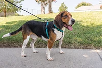 Dog Harness