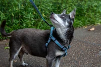 Nylon Dog Harness - Pink Petals