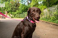 Nylon Dog Collar