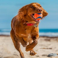 Chuckit! - Dog Toy - Ultra Ball