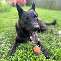 Chuckit! - Dog Toy - Ultra Ball - 2 Pack