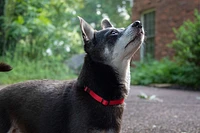 Nylon Dog Collar - Red