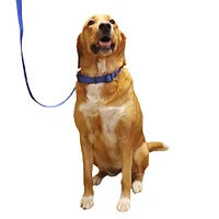 Nylon Dog Leash - Blue