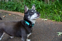 Nylon Dog Collar - Teal