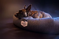 - Donut Dog Bed - Celadon Navy
