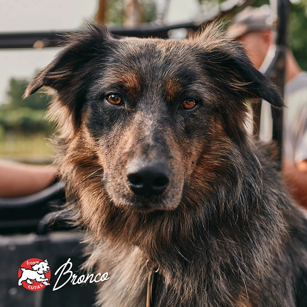 - Gently Cooked Sous Vide Frozen Dog Food - Nutrient Rich TurkiBowls - For All Dog Breeds & Ages