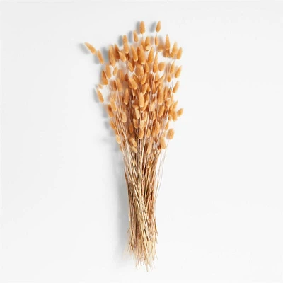 Camel Lagarus Dried Bunny Tail Bunch