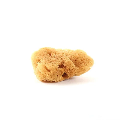 Extra-large sea silk sponge