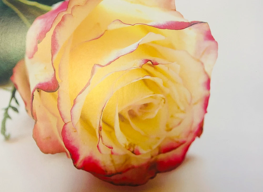 "Sympathy/Thinking of You" Greeting Card