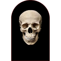 FaceFreakz Sheisty Mask Transparent Halloween Stocking Balaclava (Multiple Styles)