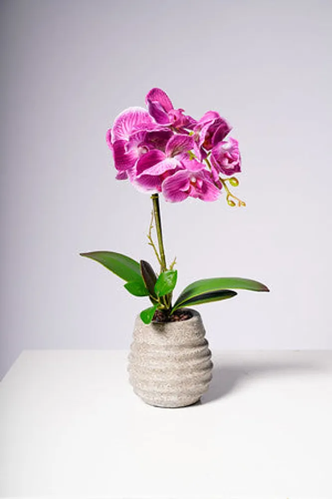 17" PHALAENOPSIS ORCHID PURPLE