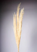60" PAMPAS FLOWER X3 CREAM