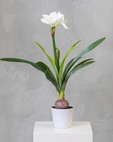 34" Amarillys Plant with White Flower on Pot - Tropics Collection