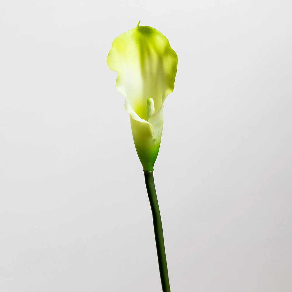 Calla Lily Cream/Green