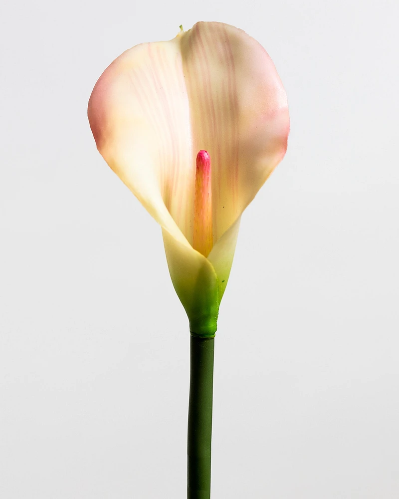 Calla Lily Pink LG - Tropics Collection