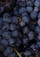 Eau de toilette - RAISIN