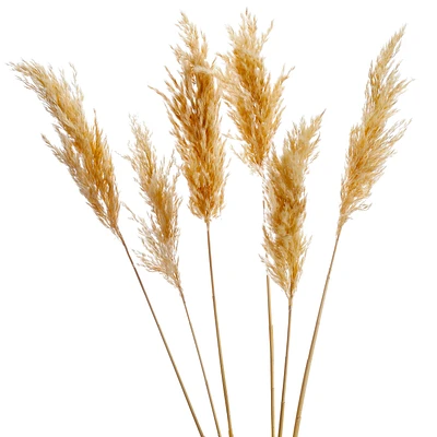 Branches de pampas naturelles - 28"