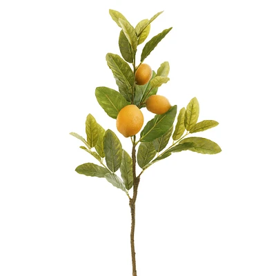 Branche de citronnier
