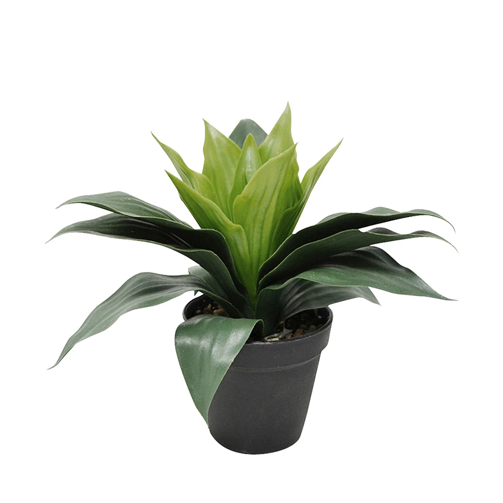 Plante en pot - Aspidistra