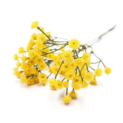 Branche d'allium - Jaune