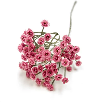 Branche d'allium - Rose