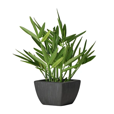 Bambou en pot noir