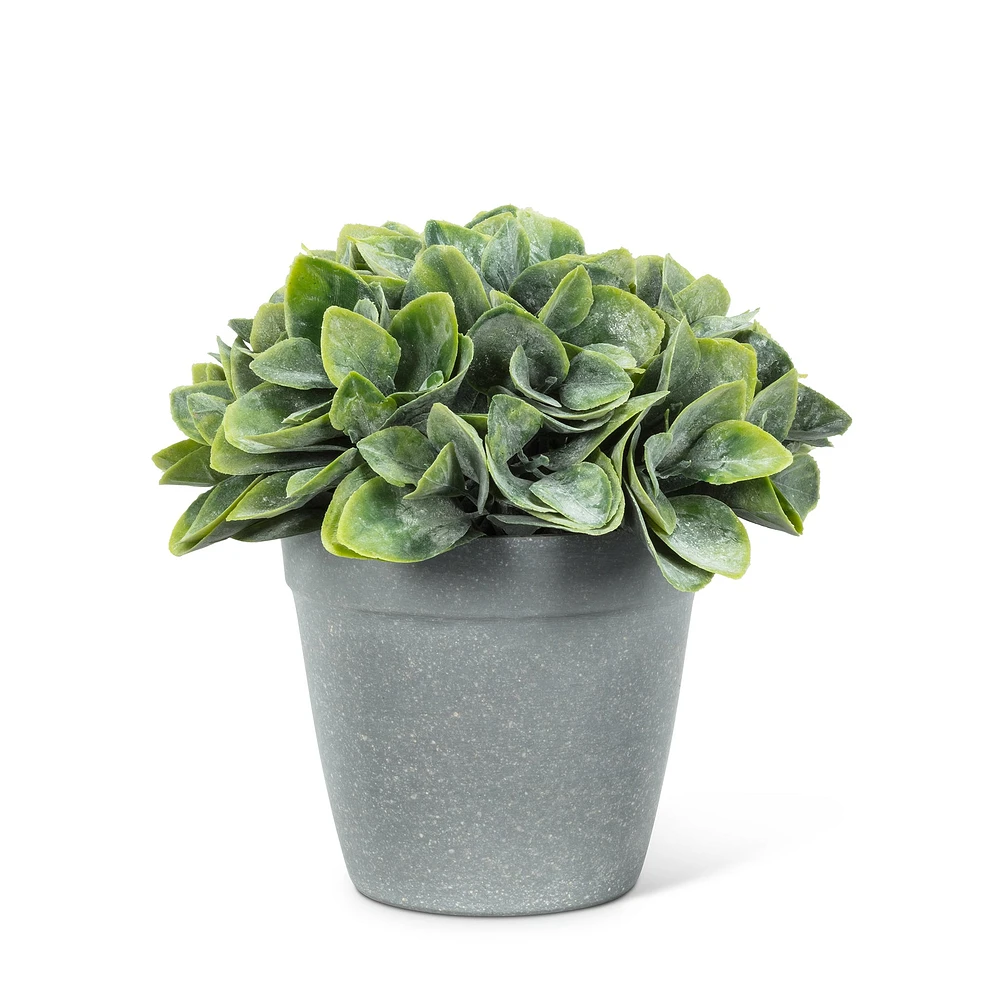 Philodendron en pot