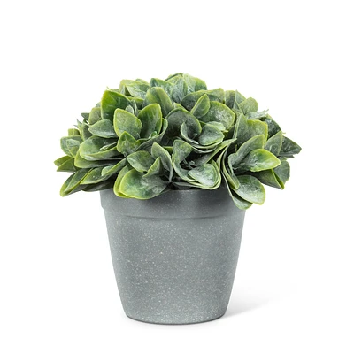 Philodendron en pot