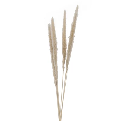 Ensemble de 6 tiges de plumes - Beige