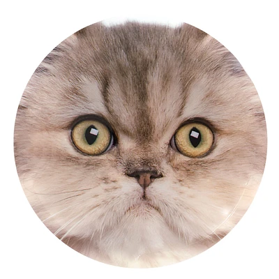 Blocs de Glace Chat (2)