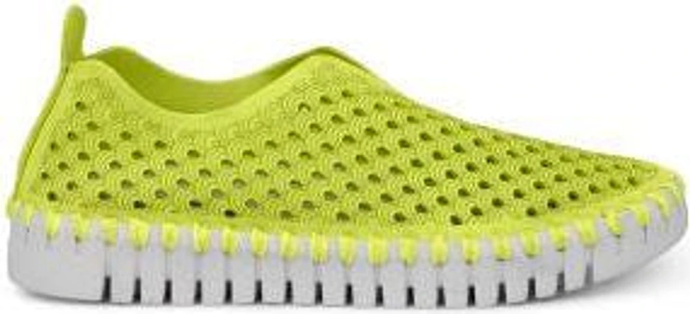 Tulip139 Lime