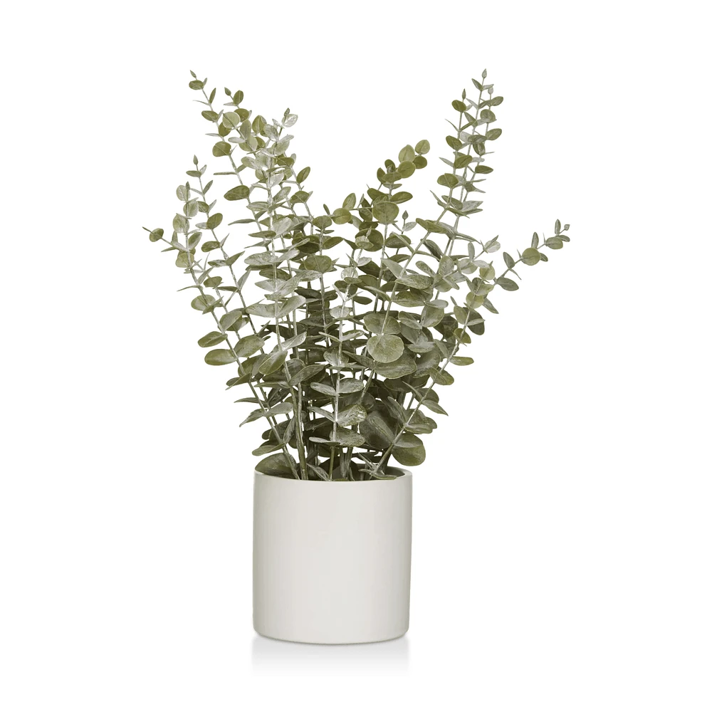 Eucalyptus in Ceramic Pot