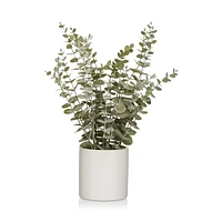Eucalyptus in Ceramic Pot