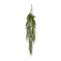 Hanging Fern