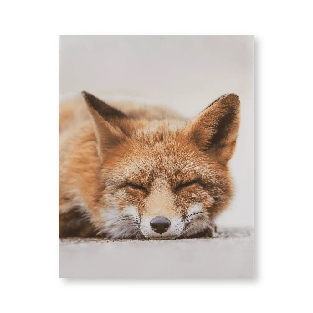 Sleeping Fox Wall Art