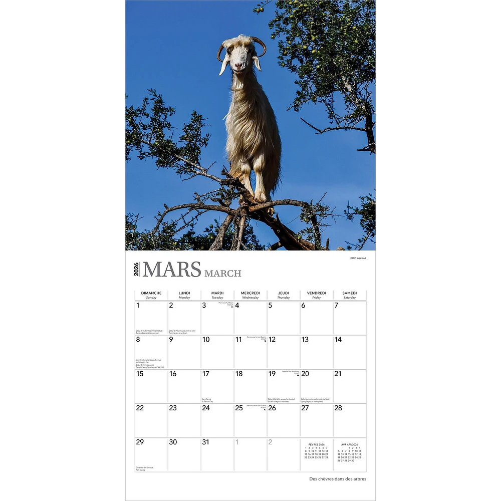 Des Chèvres Dans Des Arbres 2026 Wall Calendar (French)