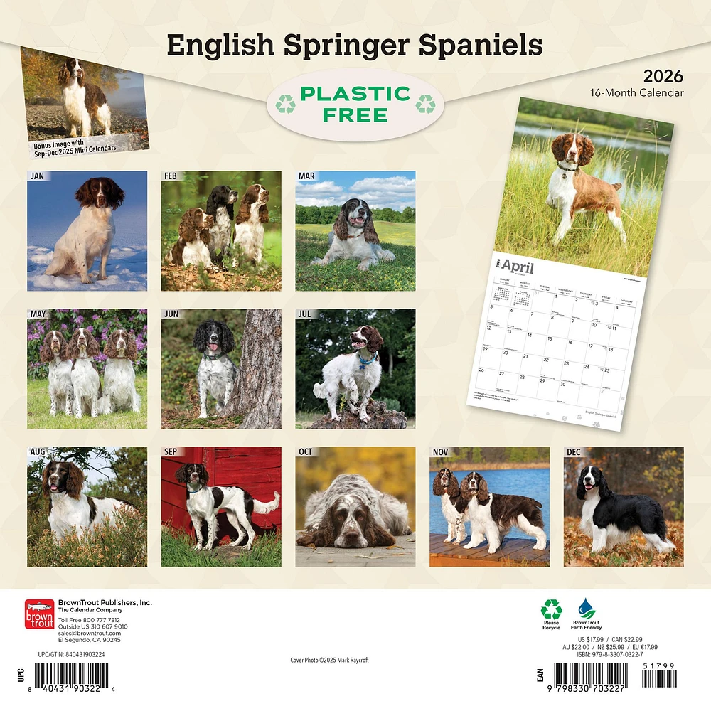 Springer Spaniels English 2026 Wall Calendar