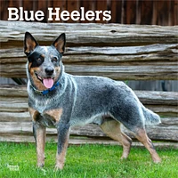 Blue Heelers 2026 Wall Calendar