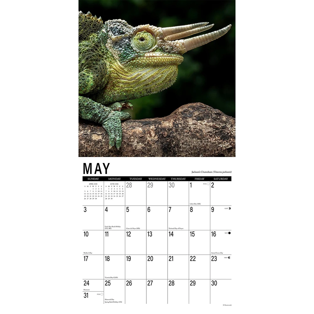 Scales 2026 Wall Calendar
