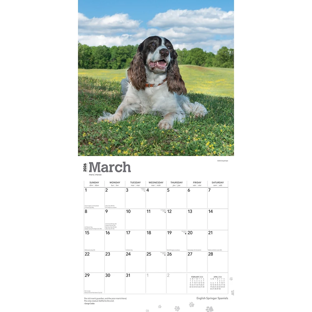Springer Spaniels English 2026 Wall Calendar