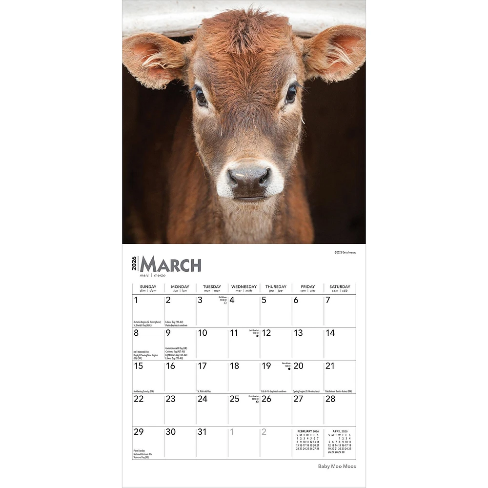 Baby Moo Moos 2026 Mini Calendar - Online Exclusive